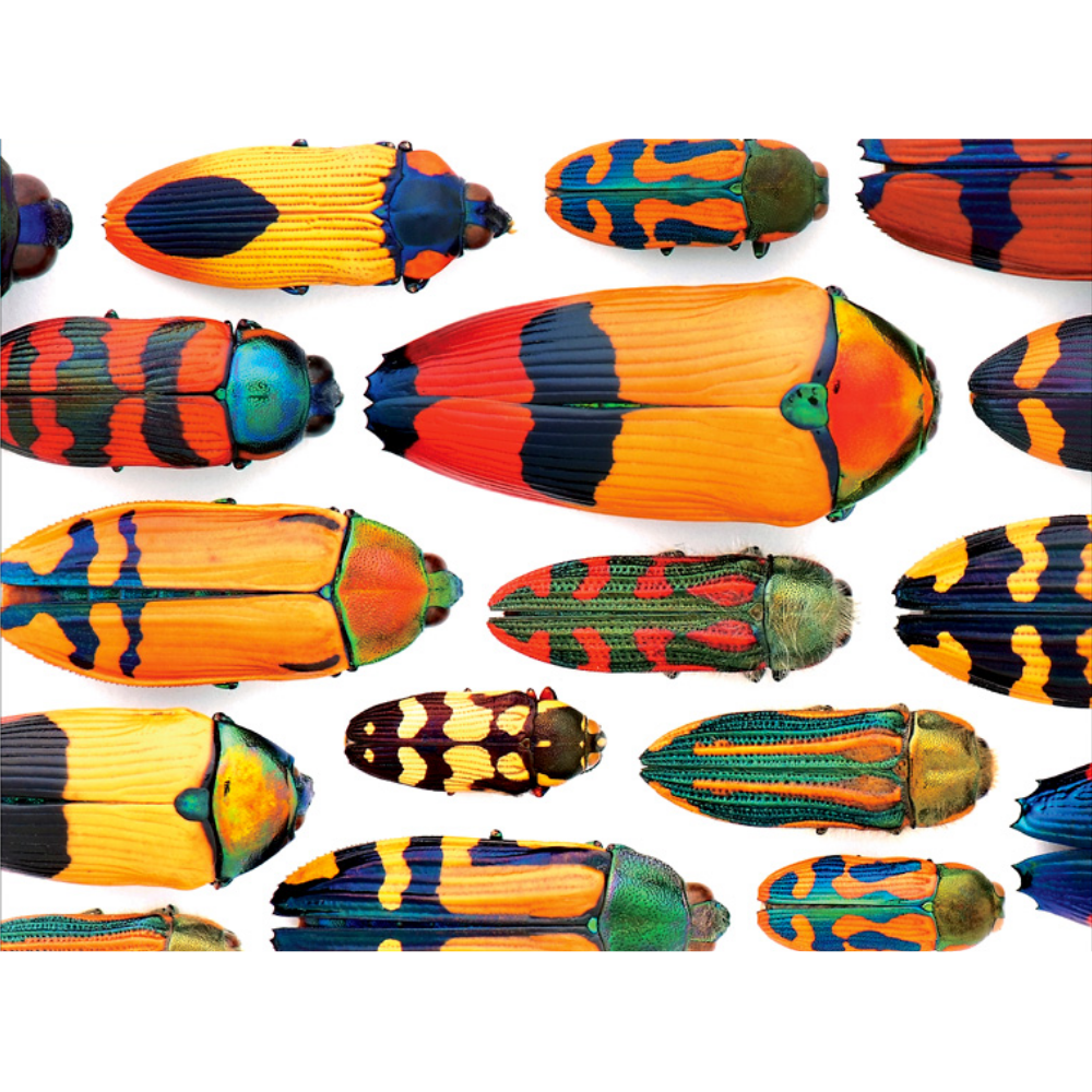 Christopher Marley: Beautiful Beetles
