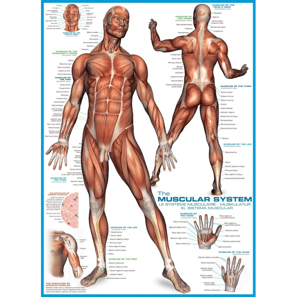 The Muscular System 1000 piece jigsaw puzzle artwork