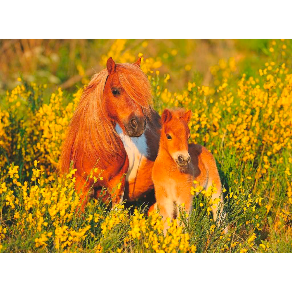 Shetland Pony