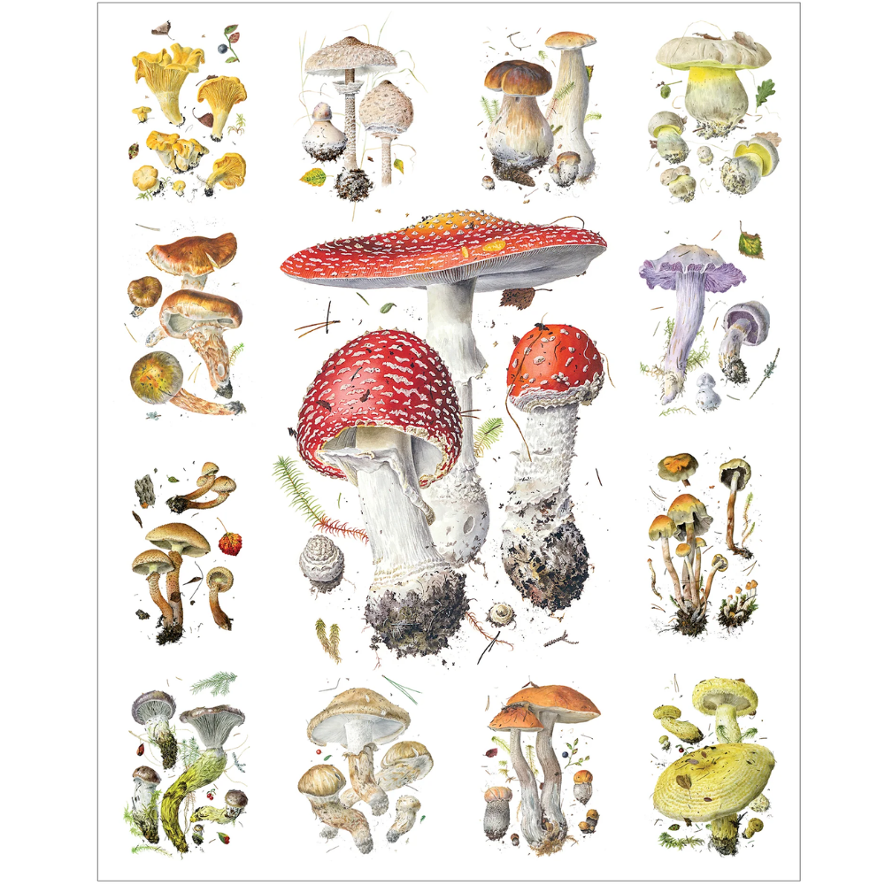 Alexander Viazmensky: Mushrooms