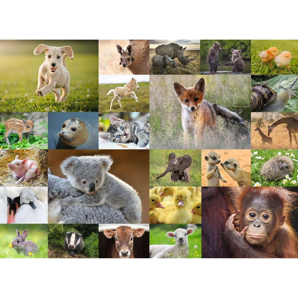 Baby Animals
