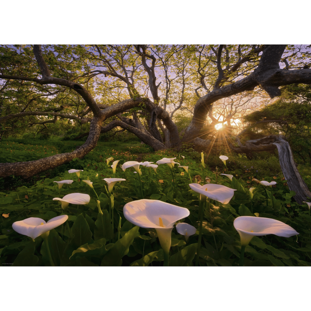 Calla Clearing (1000 Pieces)