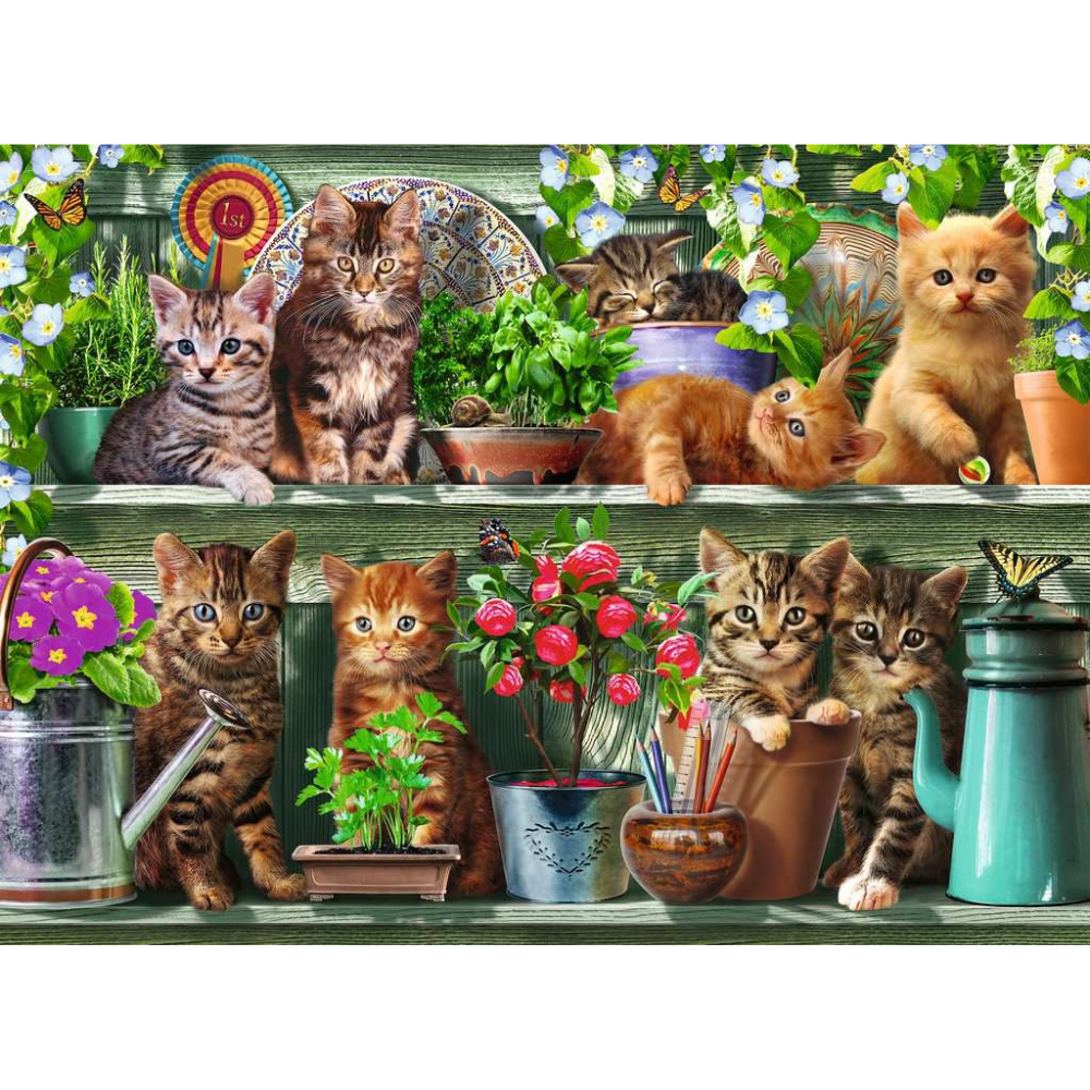 Cats on the Shelf