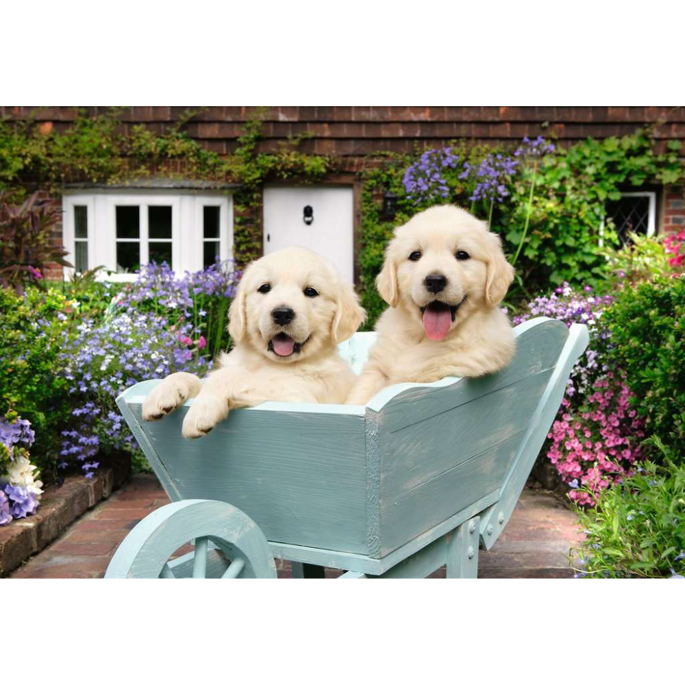 Golden Retriever