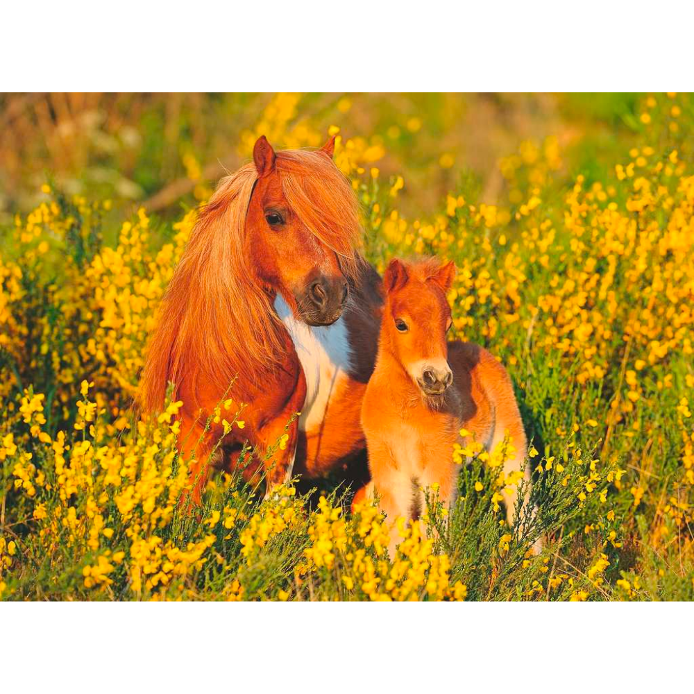 Children's puzzle featuring a Shetland Pony by Ravensburger, colorful image of the pony with a grassy background and playful details.