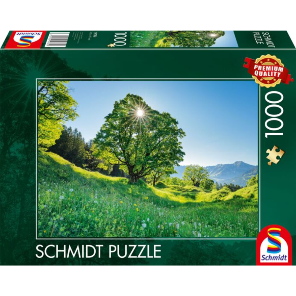 Sycamore Maple in the Sunlight