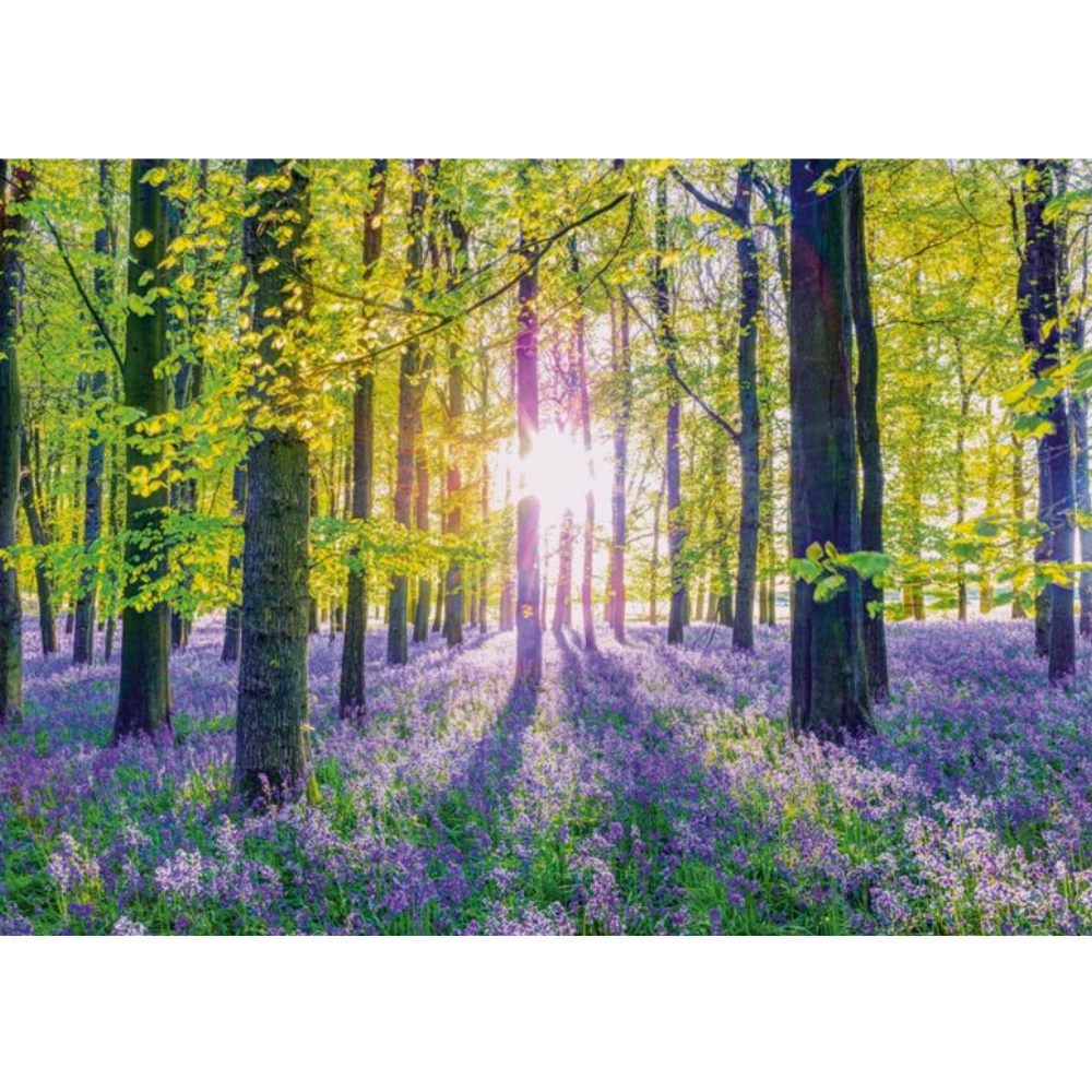 Tranquil Bluebell Woods