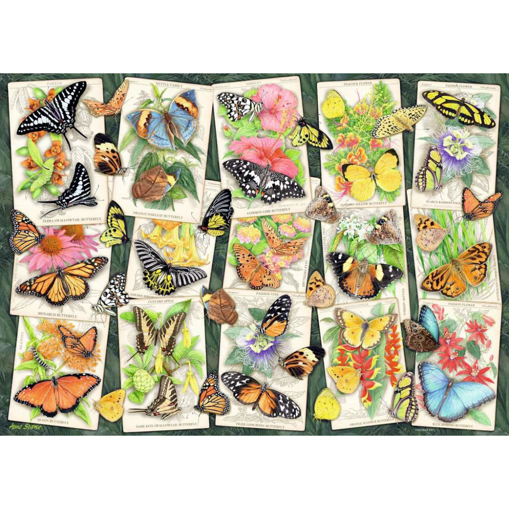 Tropical Butterflies