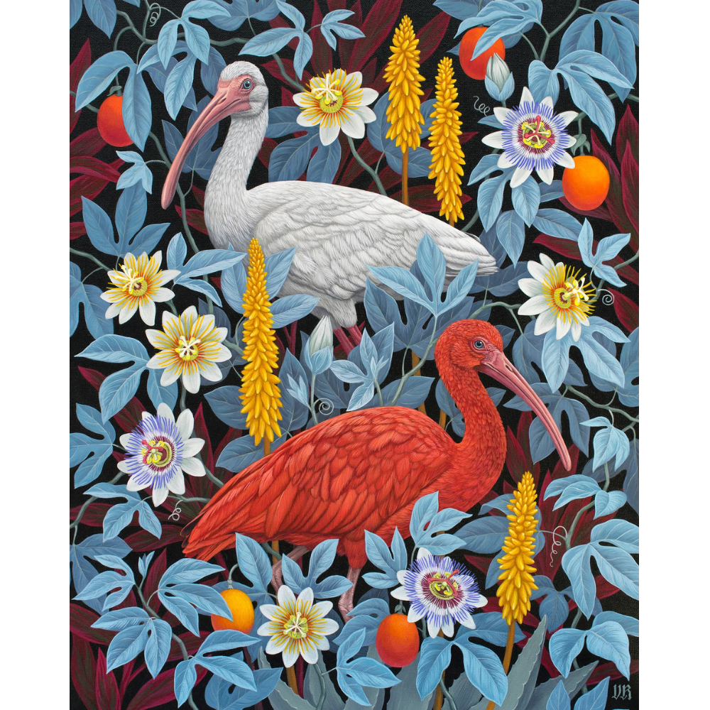 Vasilisa Romanenko: Ibises