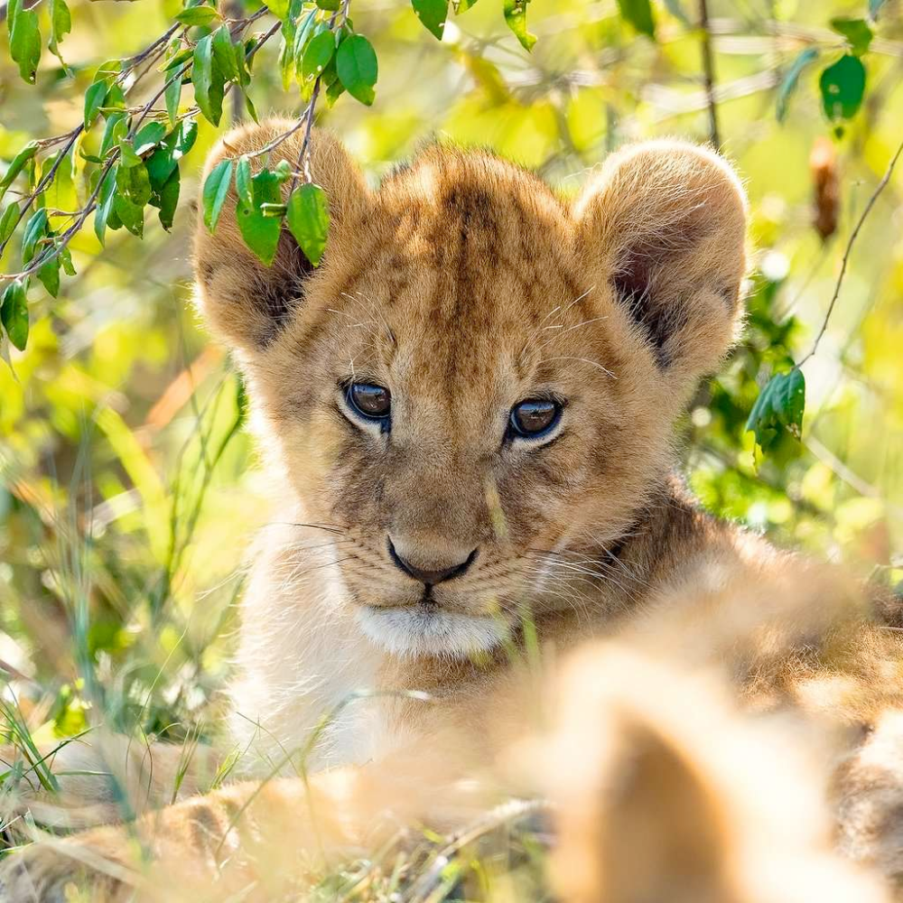 Wildlife