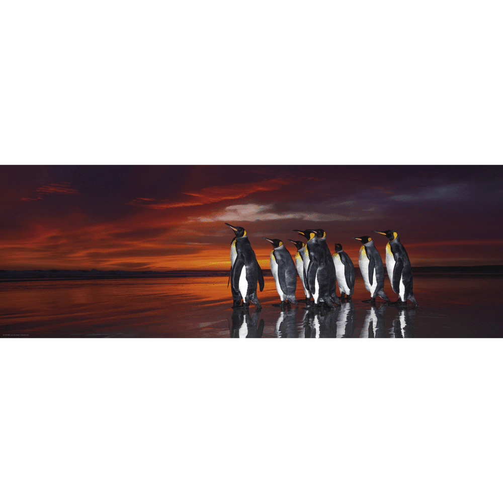 King Penguins