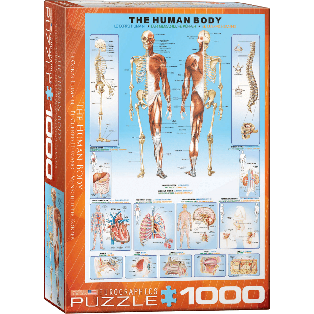 the-human-body box