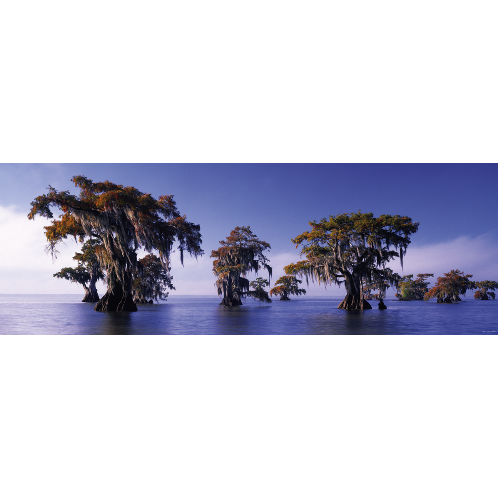 Bald Cypresses