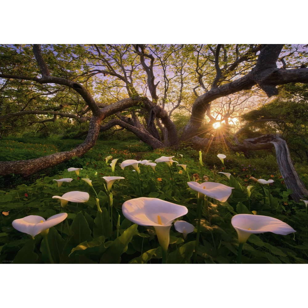 Calla Clearing (1000 Pieces)