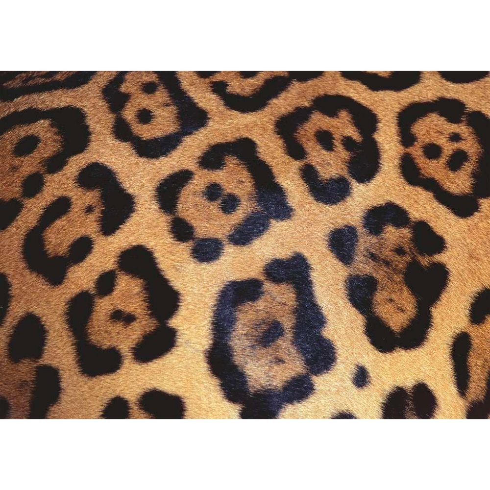 Challenge: Animal Print