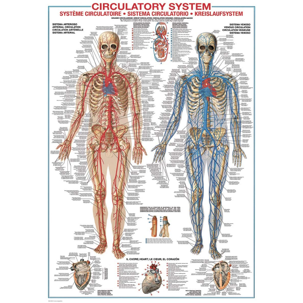 Circulatory System