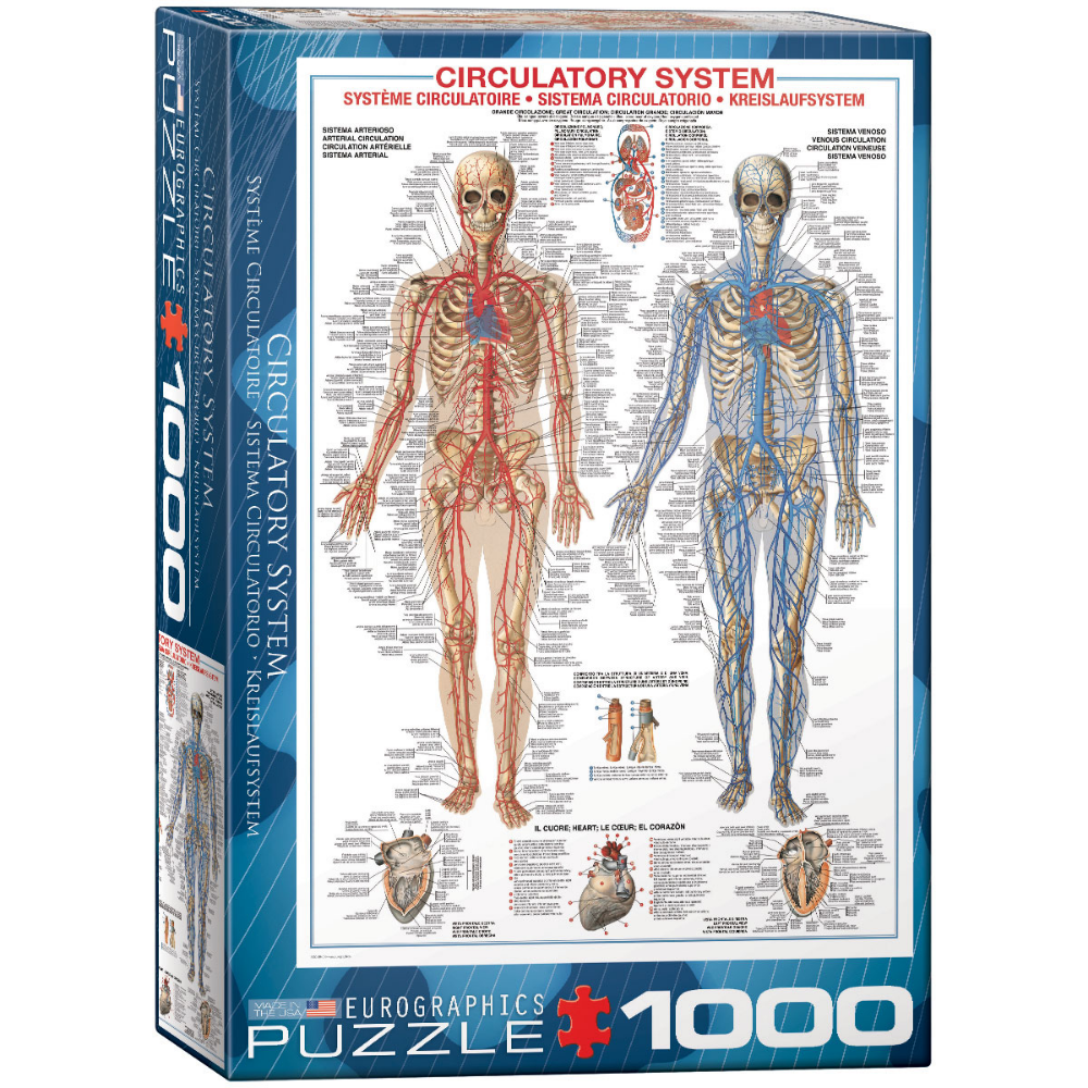 Circulatory System