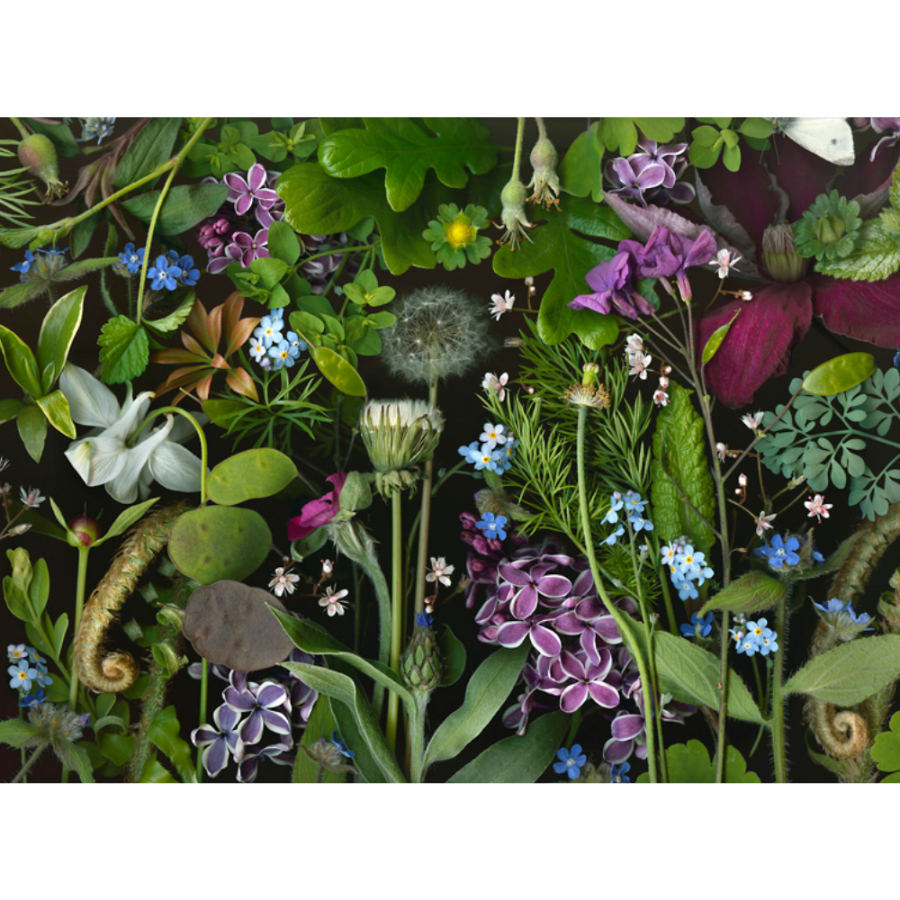 Deb Stoner: Siri's Lilac