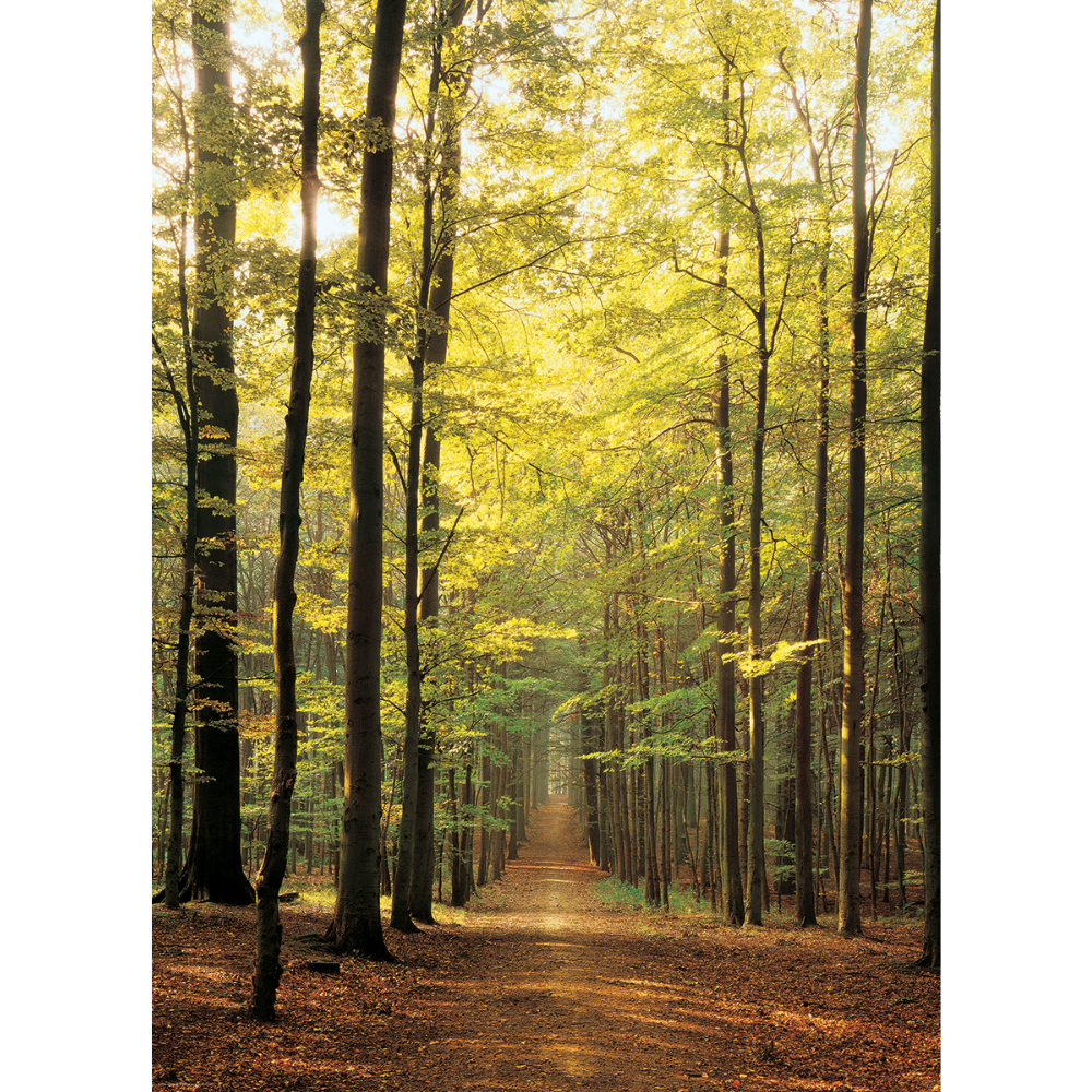 Forest Path