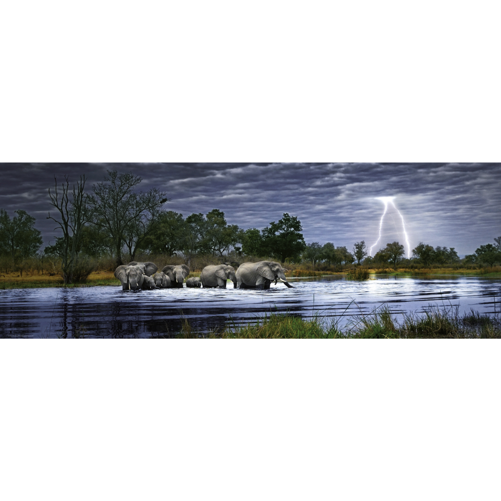 Herd of Elephants