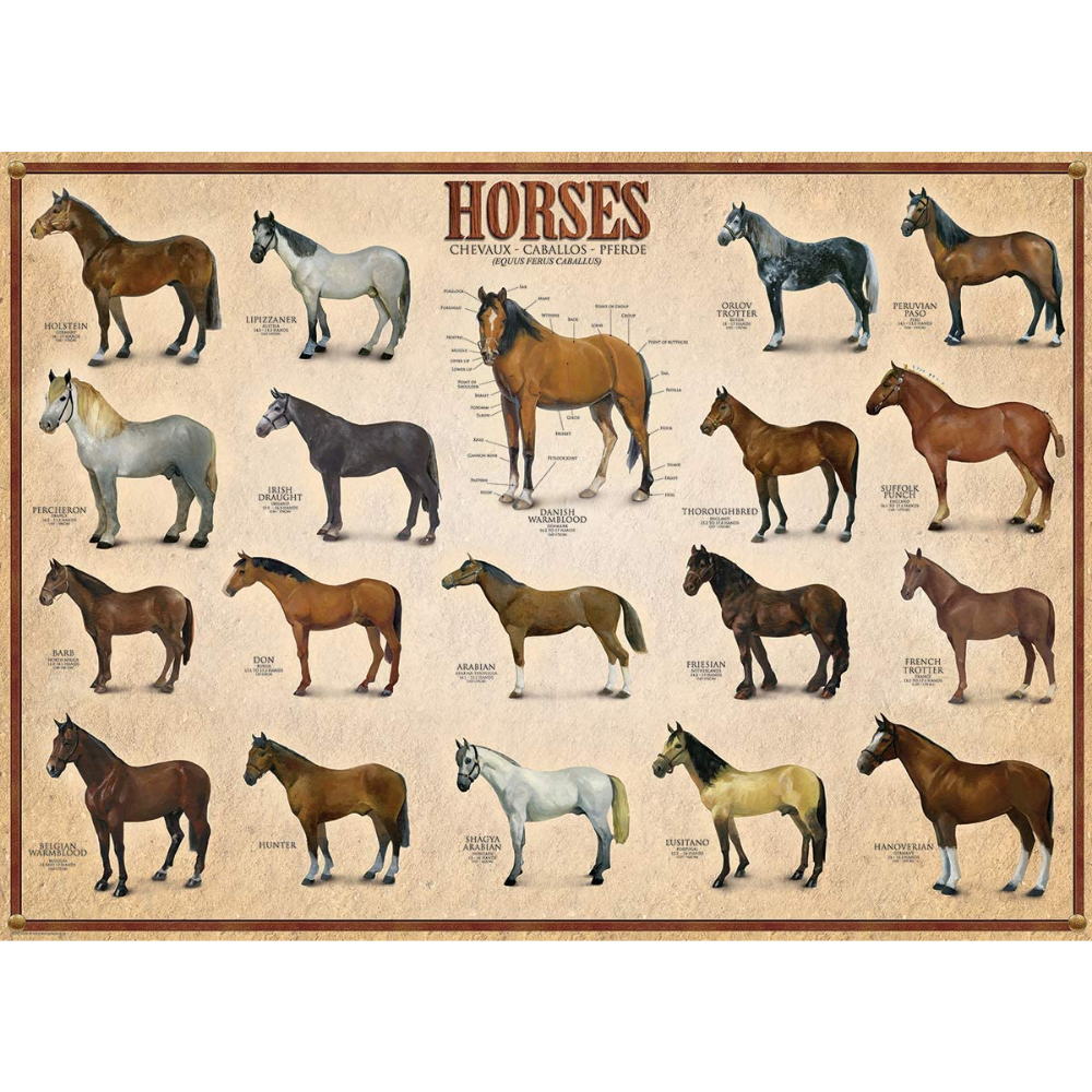 Horses (1000 Pieces)