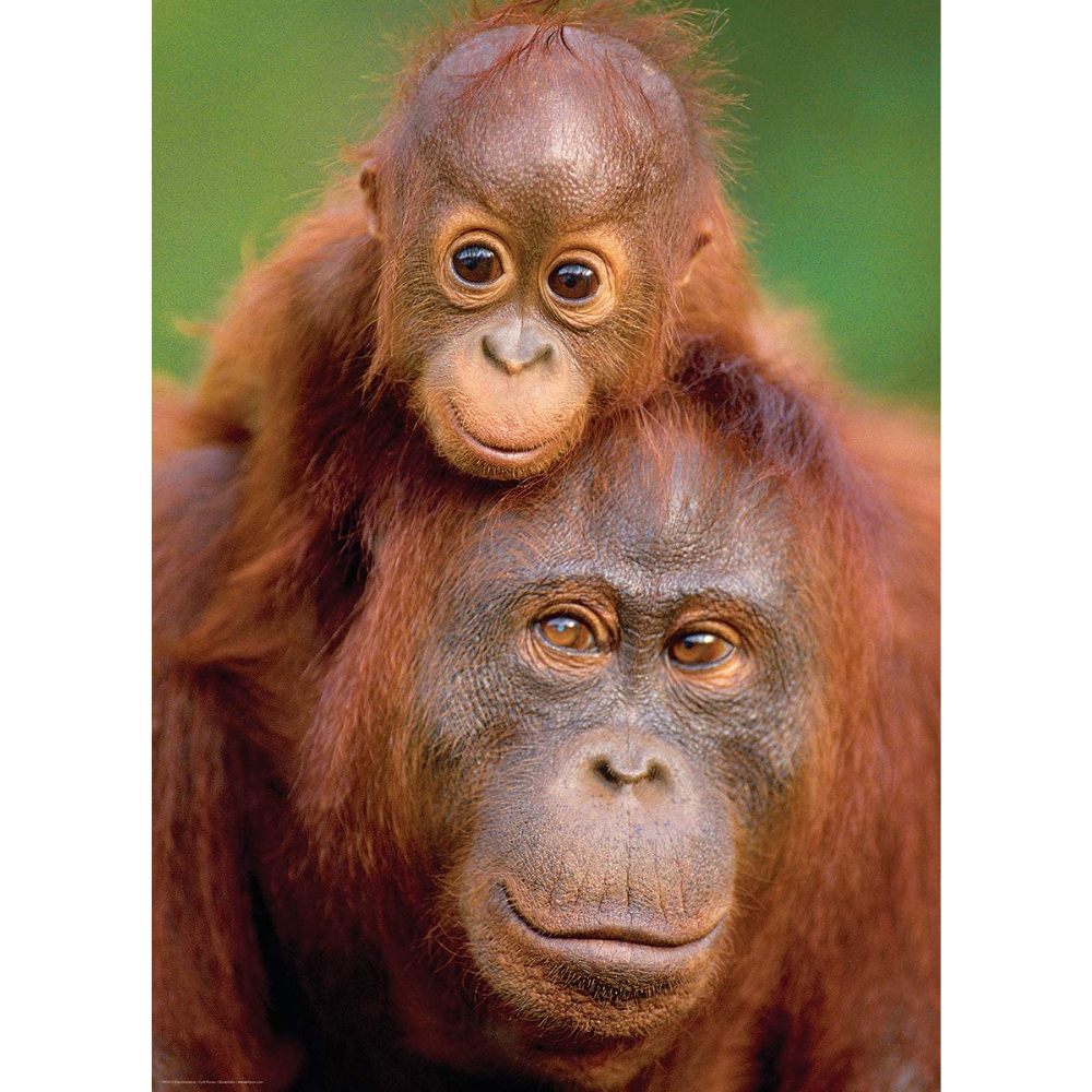 Orangutan & Baby