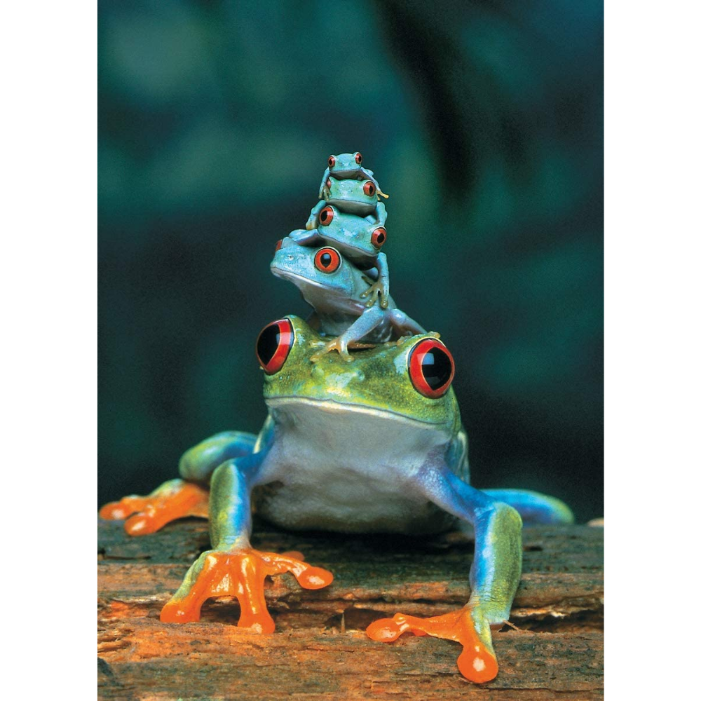 Red-Eyed Tree Frog