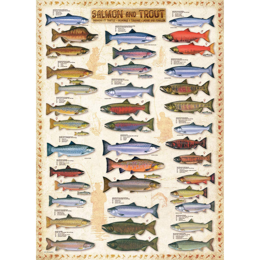 Salmon & Trout