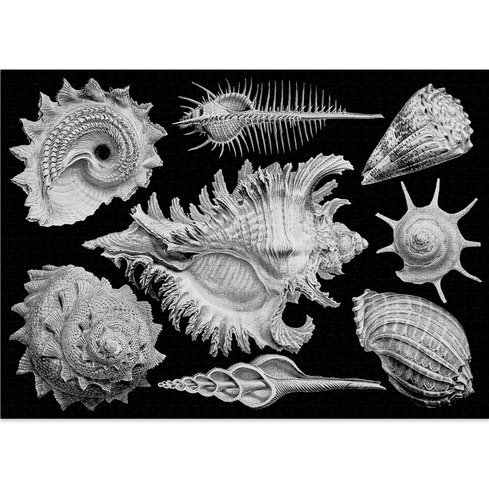 Shells