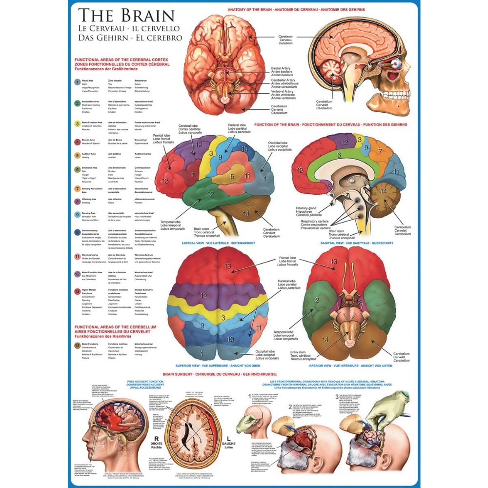 The Brain (1000 Pieces)