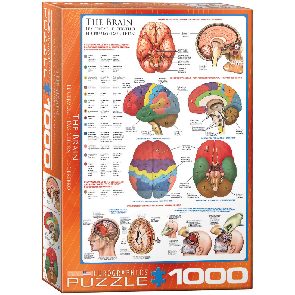 The Brain (1000 Pieces)