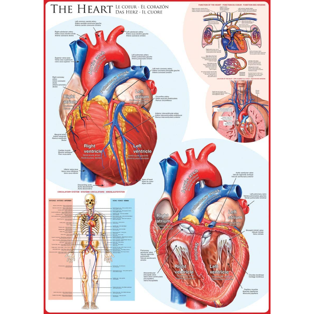 The Heart (1000 Pieces)