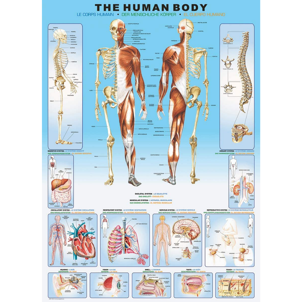 The Human Body (1000 Pieces)