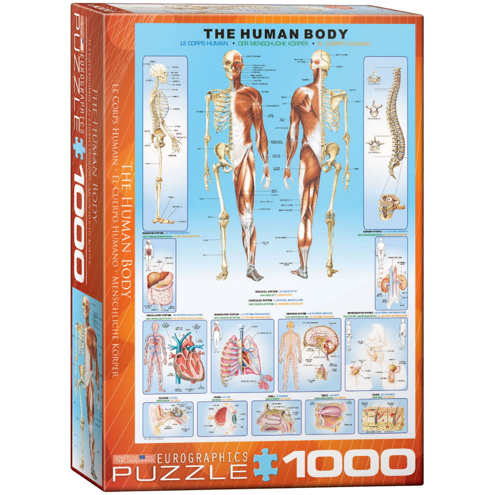The Human Body (1000 Pieces)