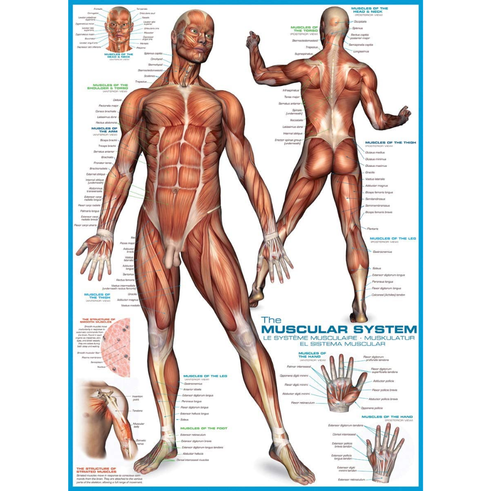 The Muscular System (1000 Pieces)