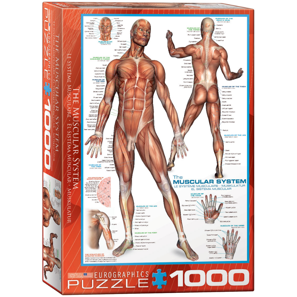 The Muscular System (1000 Pieces)
