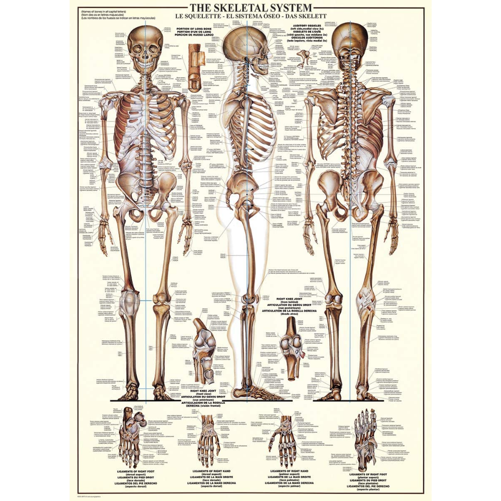 The Skeletal System