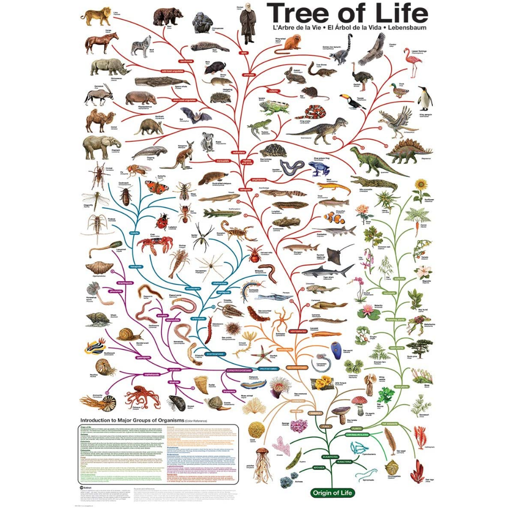 The Tree of Life