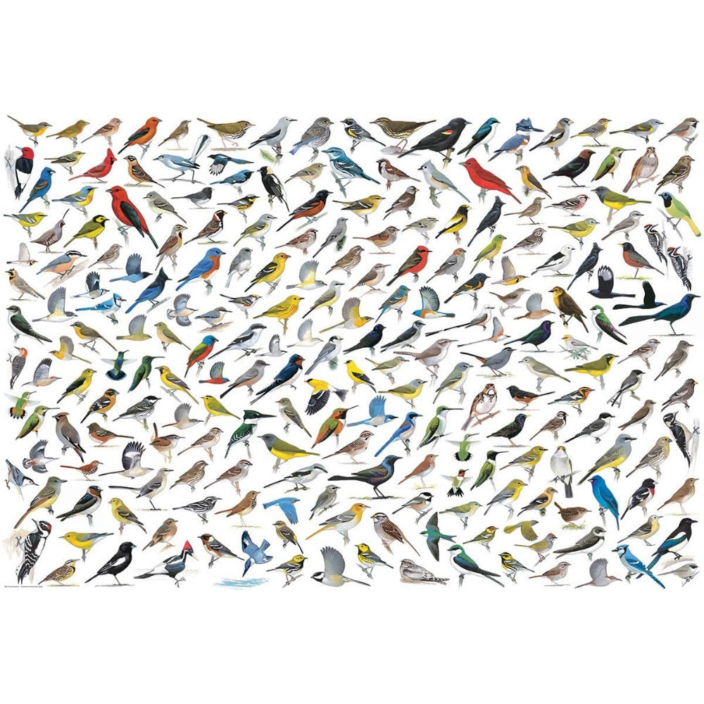 The World of Birds