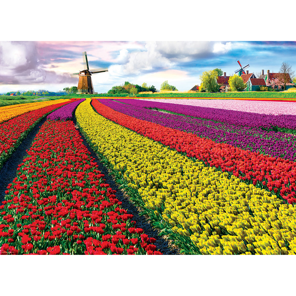 Tulip Field - Netherlands (1000 Pieces)