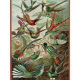 Ernst Haeckel: Hummingbirds