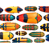Christopher Marley: Beautiful Beetles