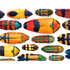 Christopher Marley: Beautiful Beetles