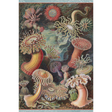Ernst Haeckel: Sea Anemones