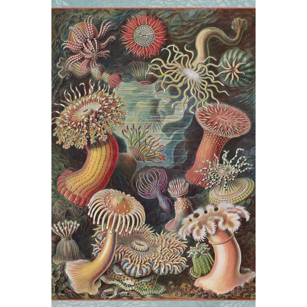 Ernst Haeckel: Sea Anemones