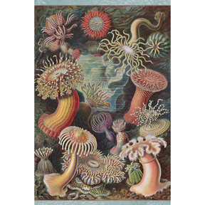 Ernst Haeckel: Sea Anemones