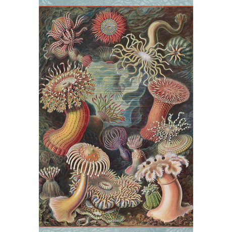 Ernst Haeckel: Sea Anemones
