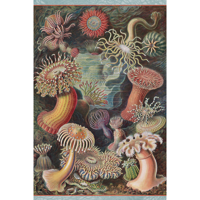 Ernst Haeckel: Sea Anemones