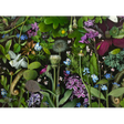 Deb Stoner: Siri's Lilac