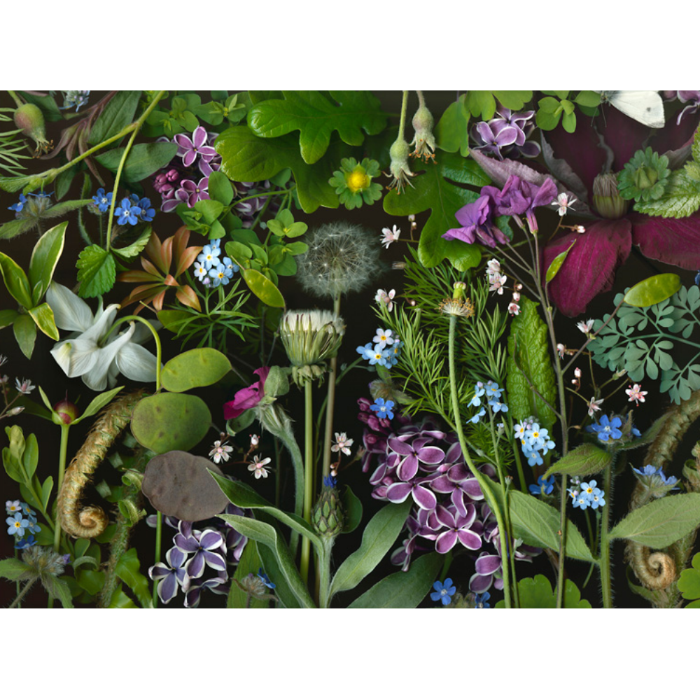 Deb Stoner: Siri's Lilac